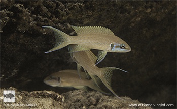 Neolamprologus brichardi 'Namansi'